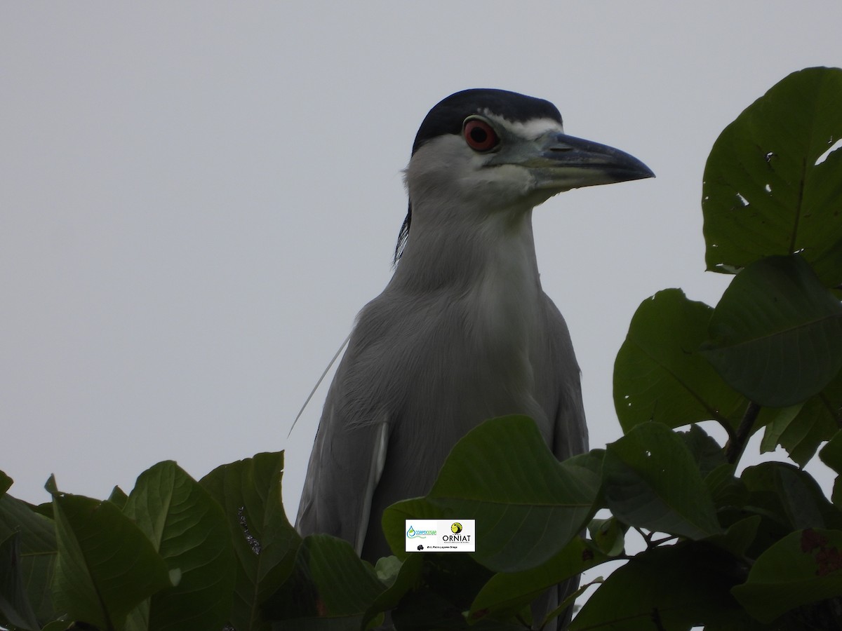 Black-crowned Night Heron - ML619014169