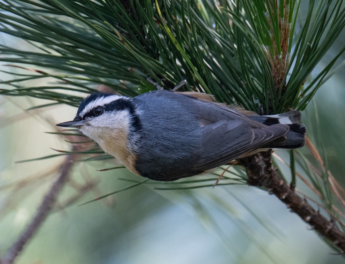 Red-breasted Nuthatch - ML619014199