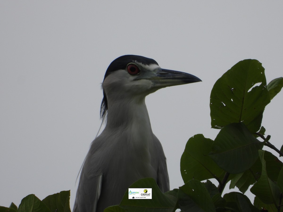 Black-crowned Night Heron - ML619014200