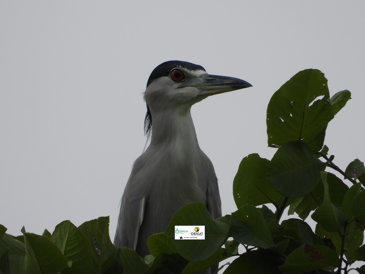 Black-crowned Night Heron - ML619014209