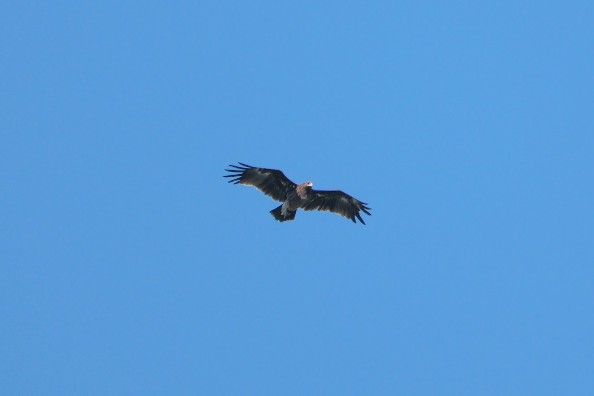 Greater Spotted Eagle - ML619014218