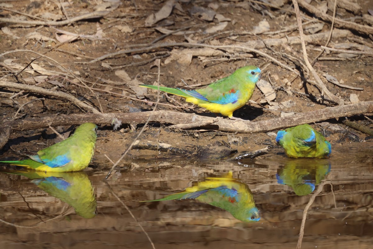 Turquoise Parrot - GEOFFREY SHINKFIELD