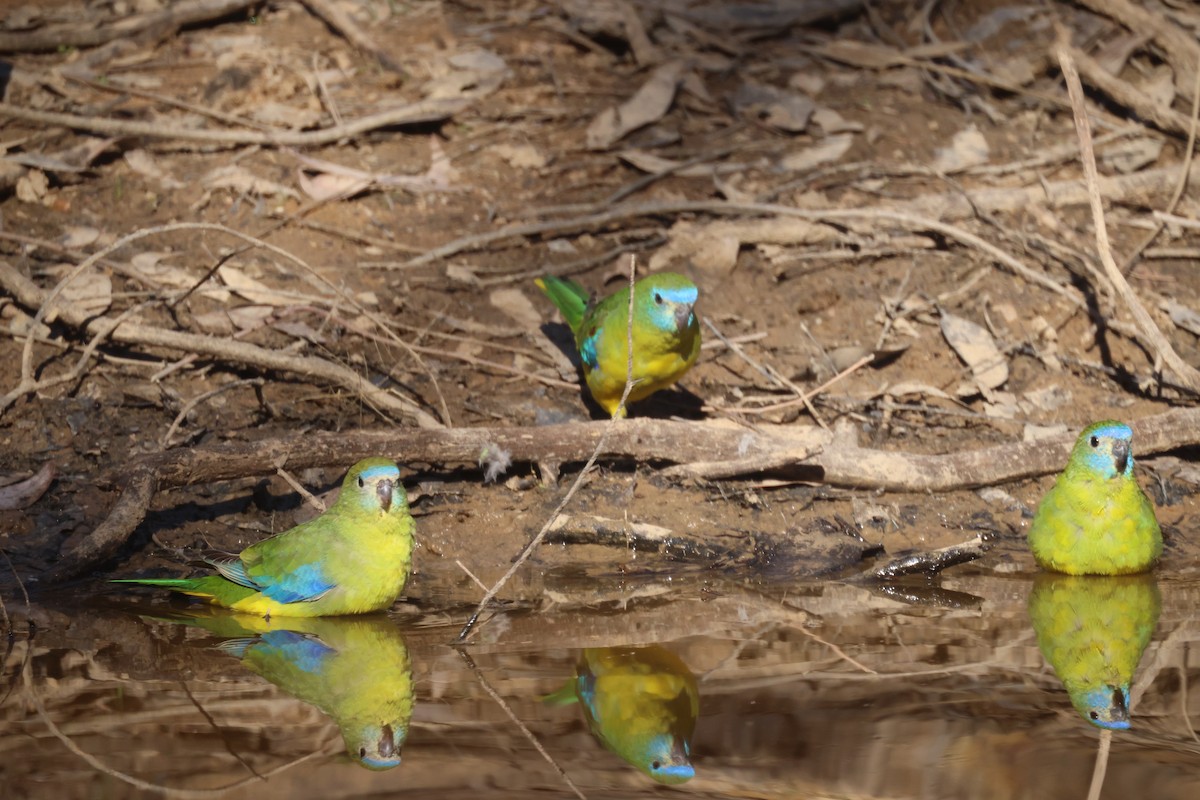 Turquoise Parrot - ML619014235