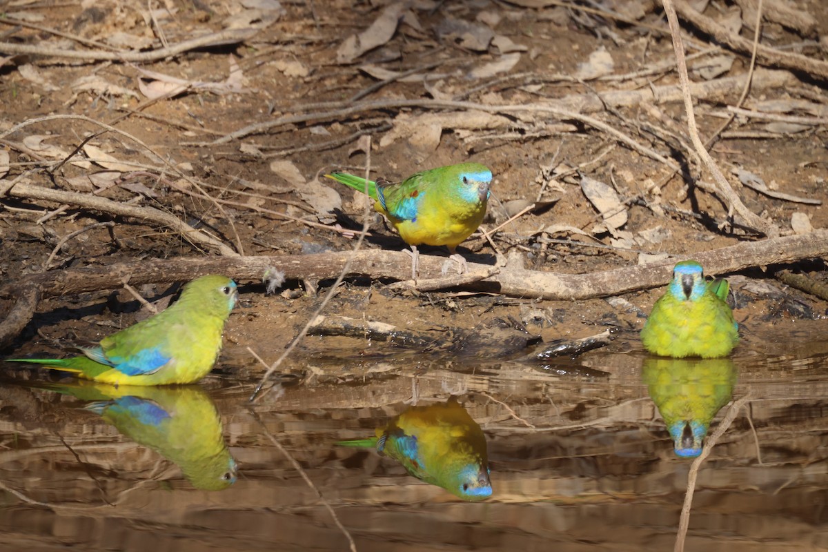 Turquoise Parrot - ML619014236