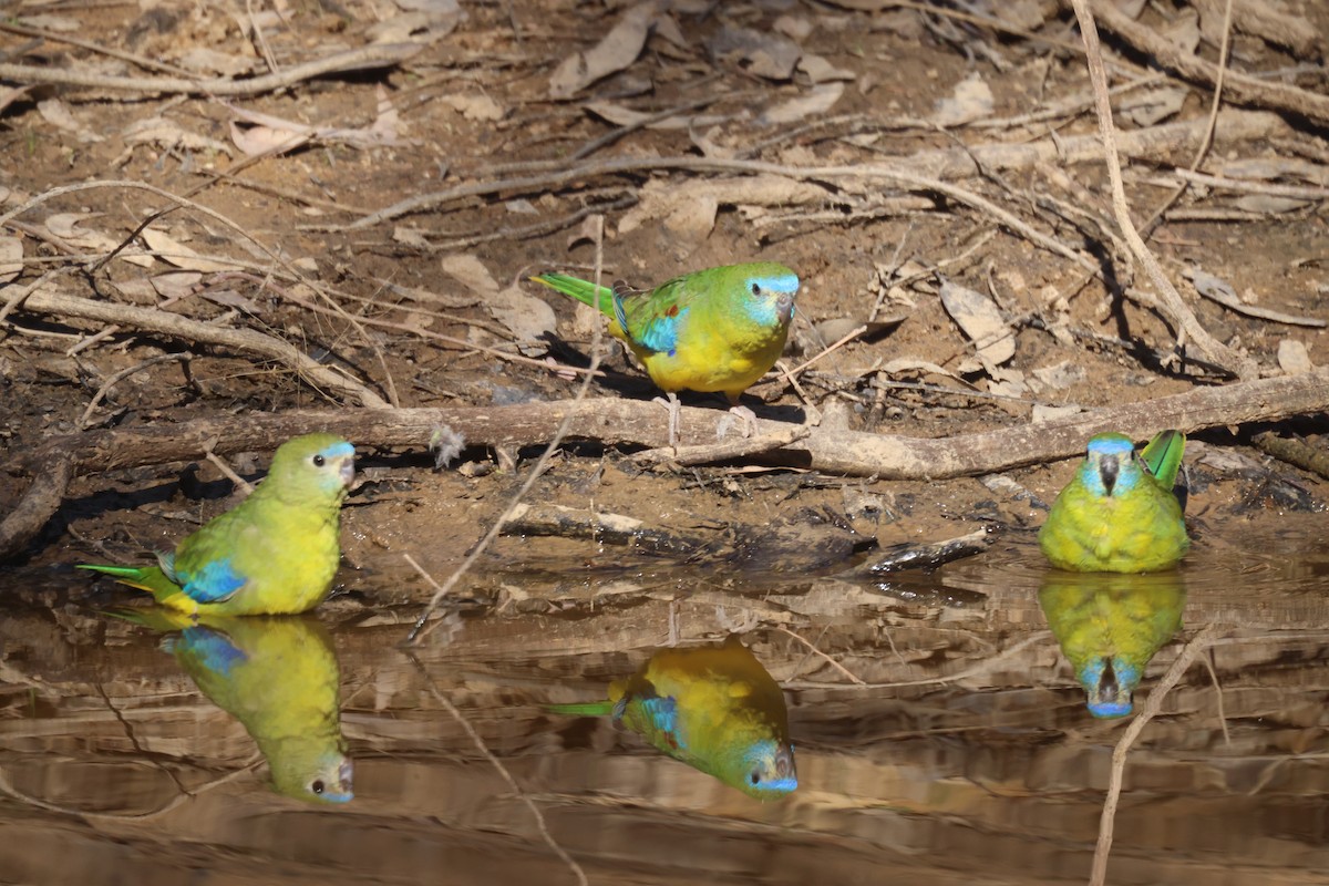 Turquoise Parrot - ML619014238