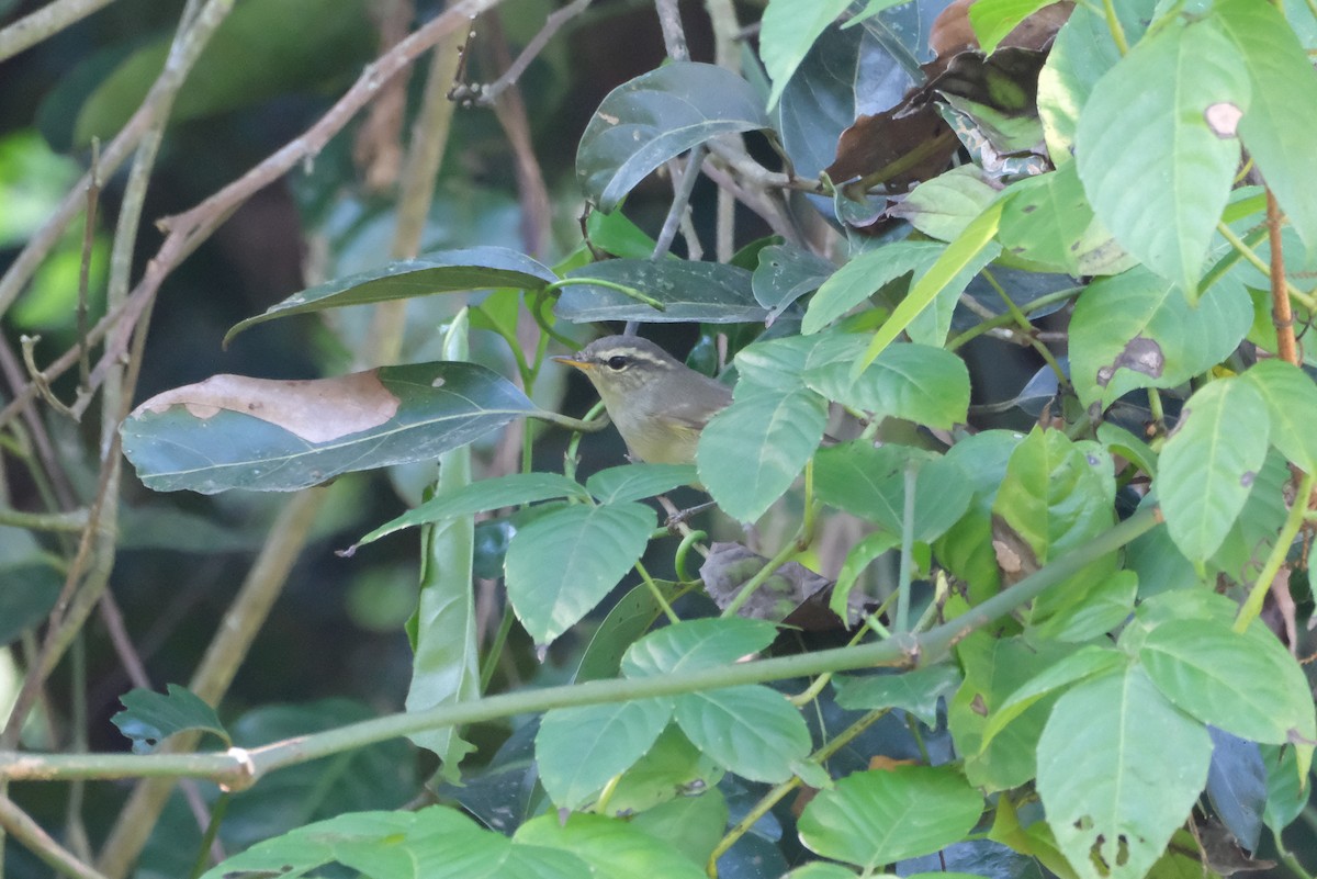 Yellow-browed Warbler - ML619014254
