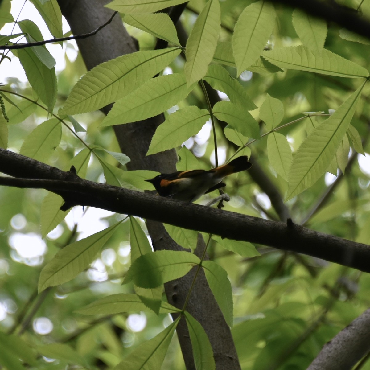 American Redstart - Claire He
