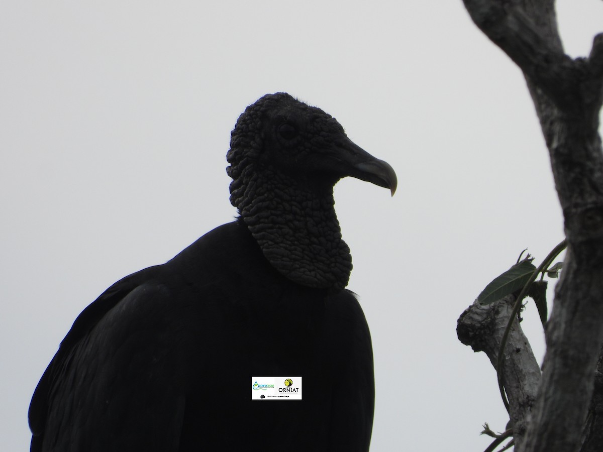 Black Vulture - ML619014258
