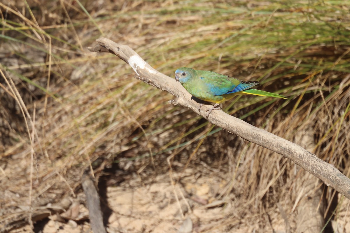 Turquoise Parrot - GEOFFREY SHINKFIELD