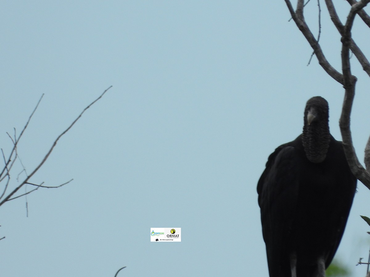 Black Vulture - ML619014268