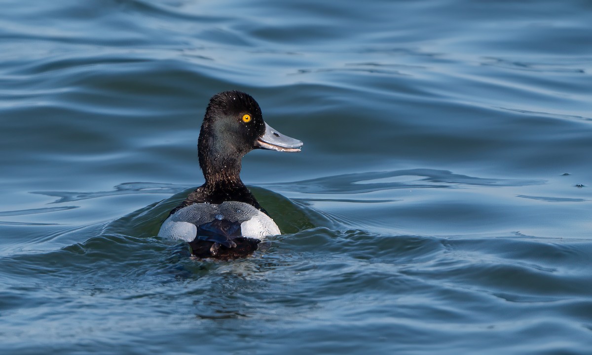 Greater Scaup - ML619014270