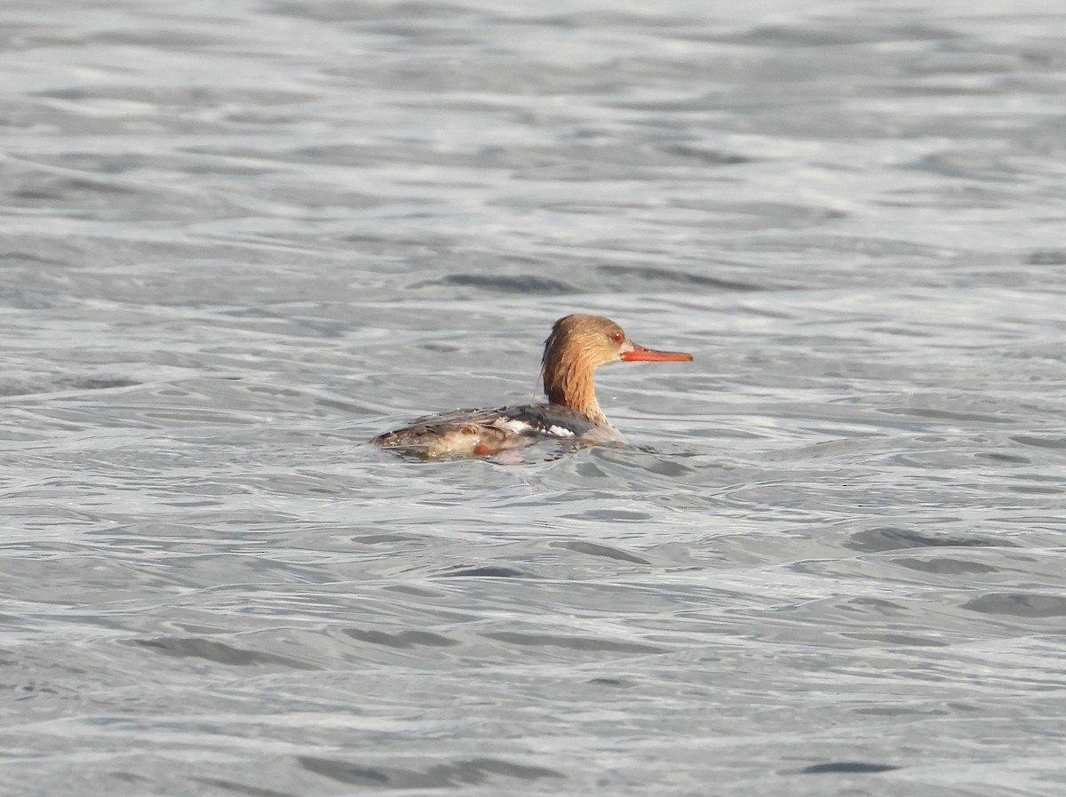 eBird Checklist - 13 May 2024 - Lewisville Lake Park - 62 species (+1 ...