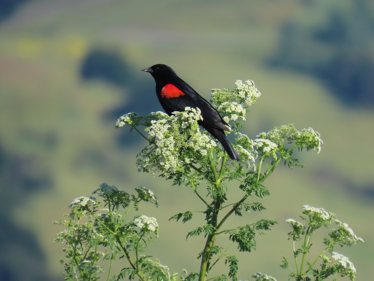 Red-winged Blackbird - ML619014327