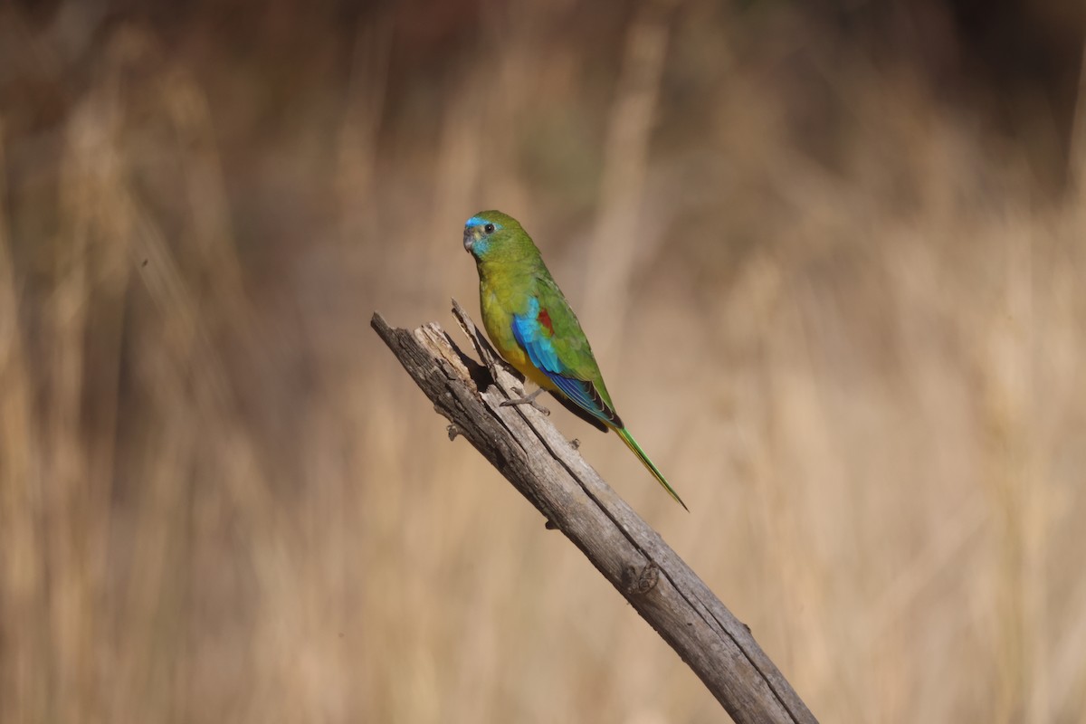 Turquoise Parrot - ML619014363