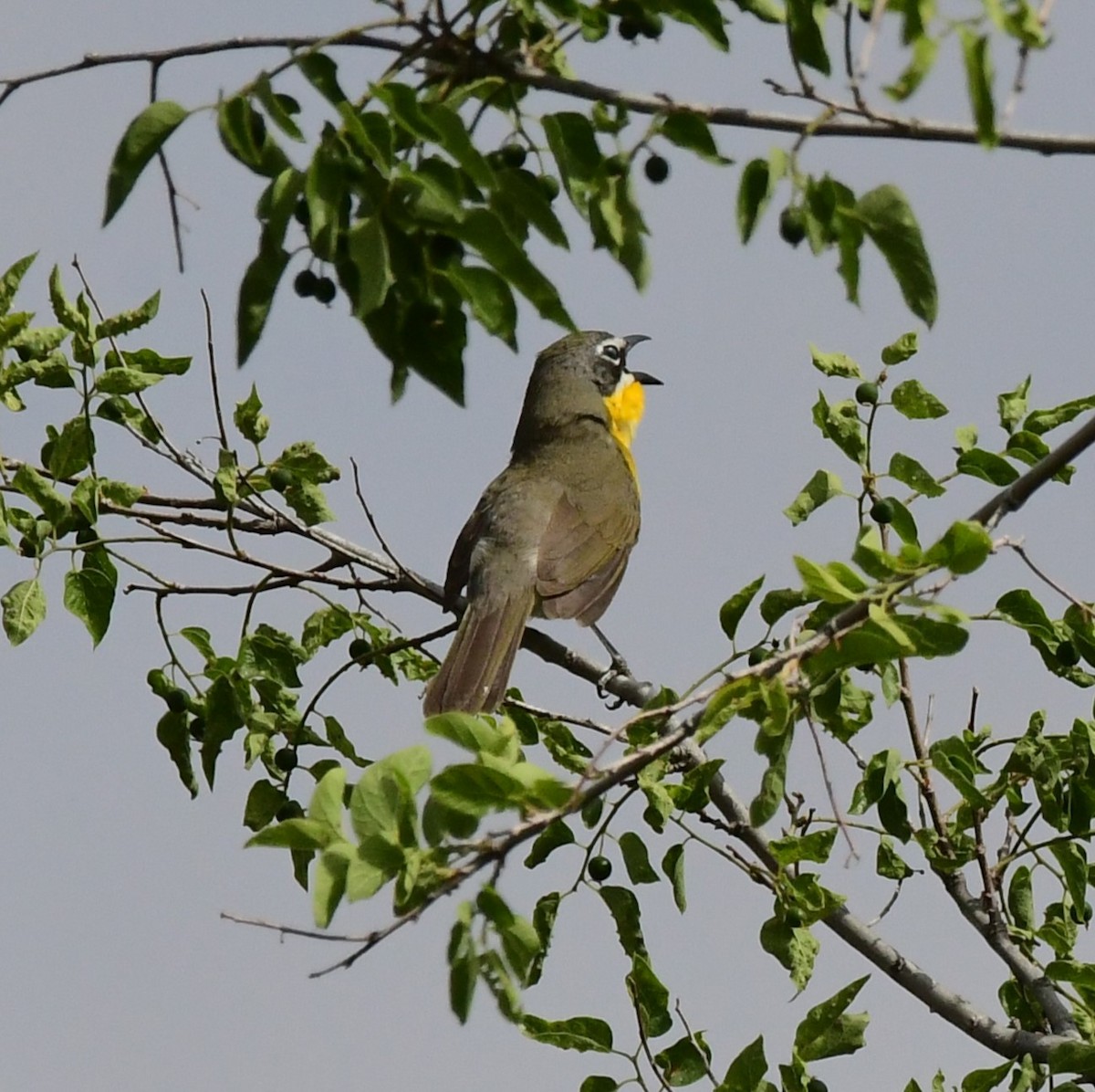 Yellow-breasted Chat - Rick Koehler