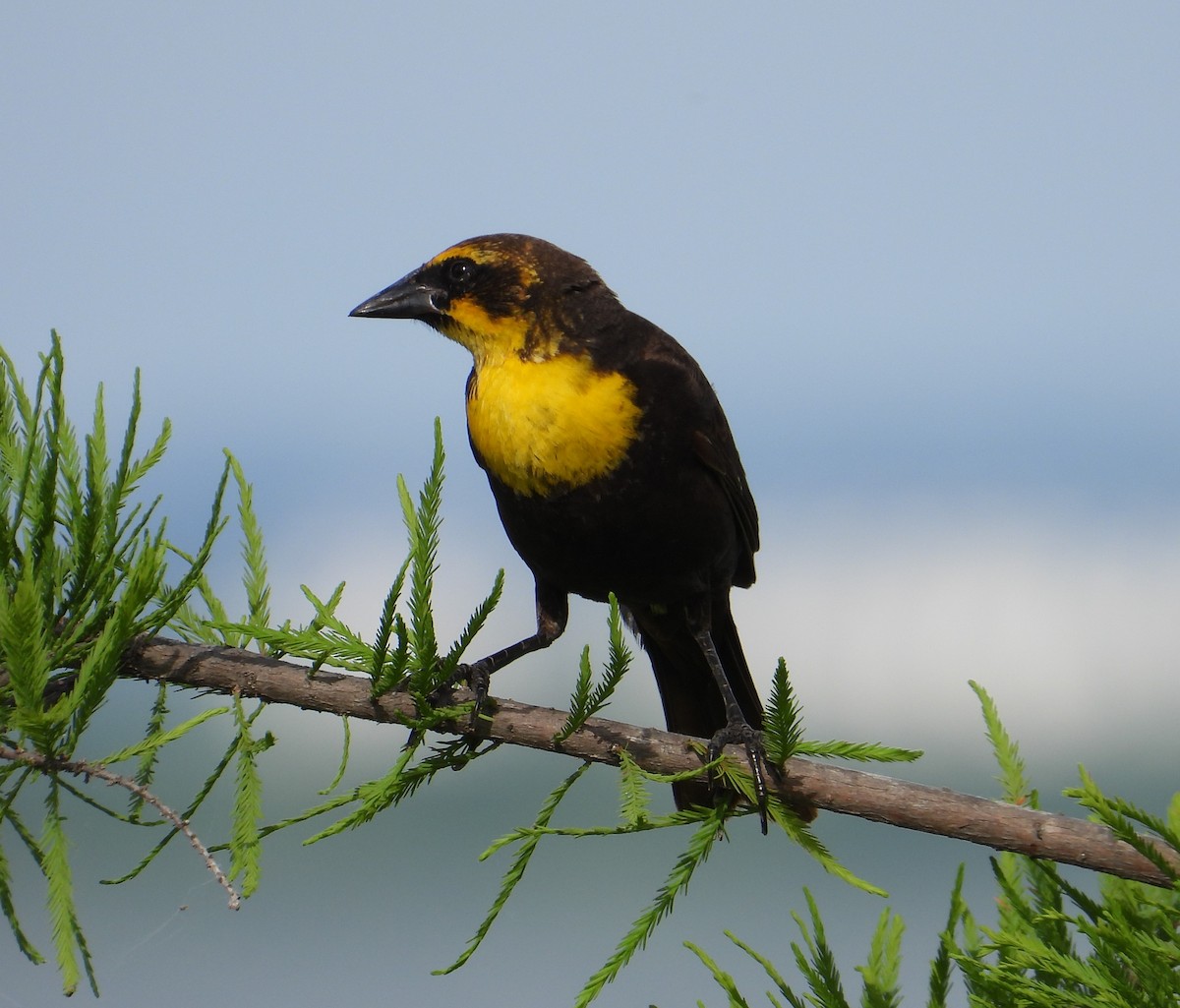 Yellow-headed Blackbird - ML619014393