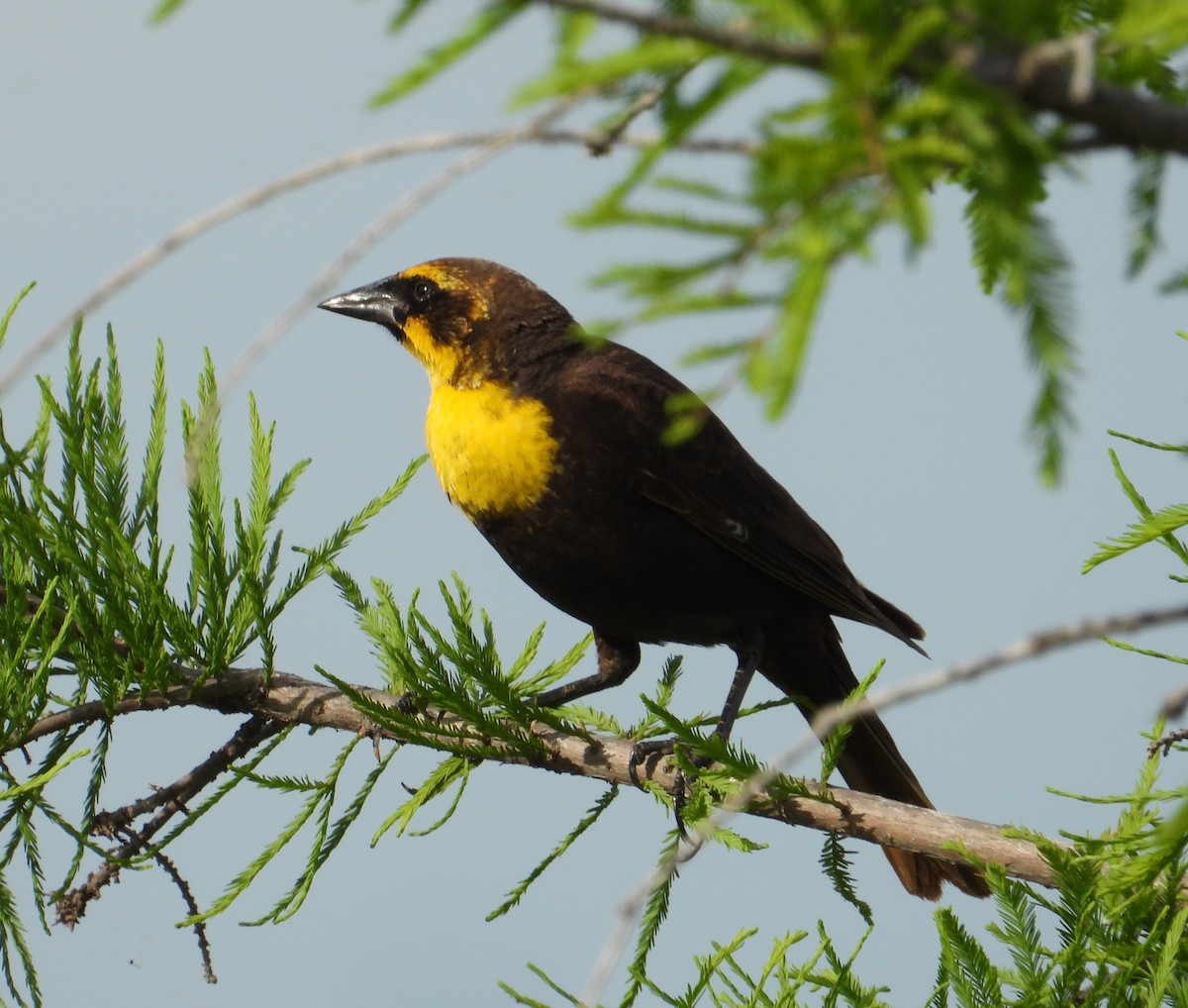 Yellow-headed Blackbird - ML619014394