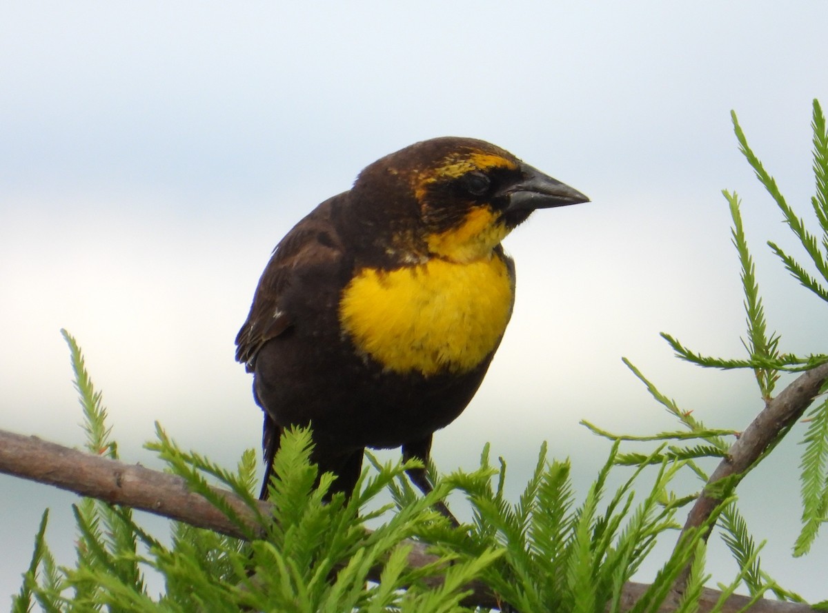 Yellow-headed Blackbird - ML619014395