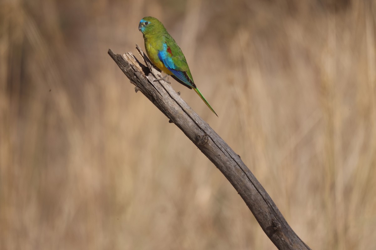 Turquoise Parrot - ML619014405