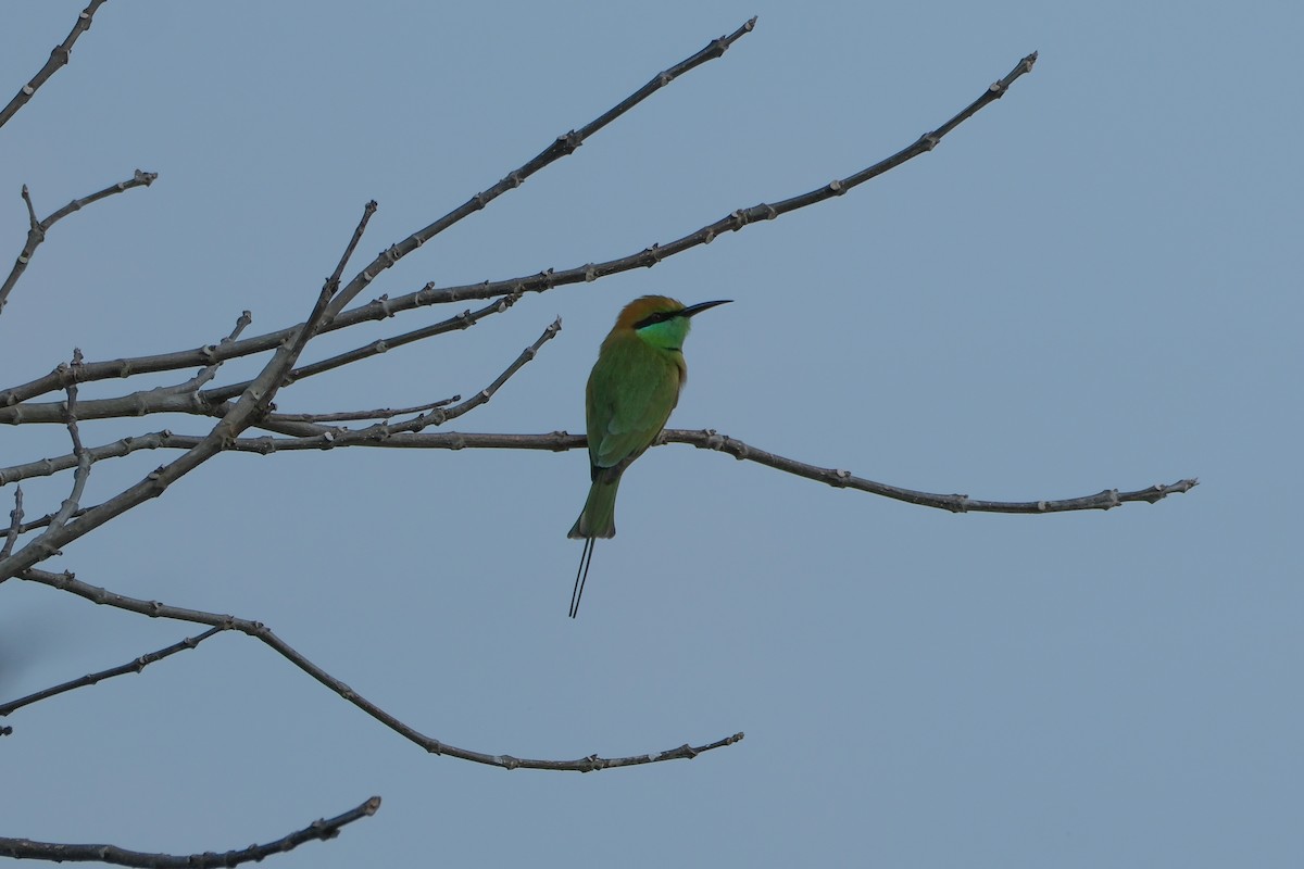 Asian Green Bee-eater - Oscar Vazquez
