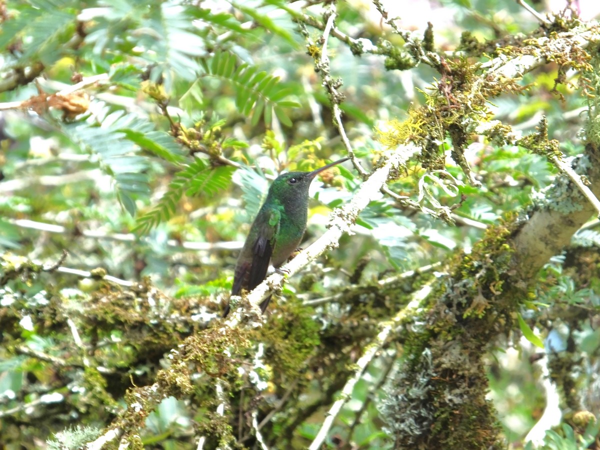 Green-bellied Hummingbird - Luis Barrera
