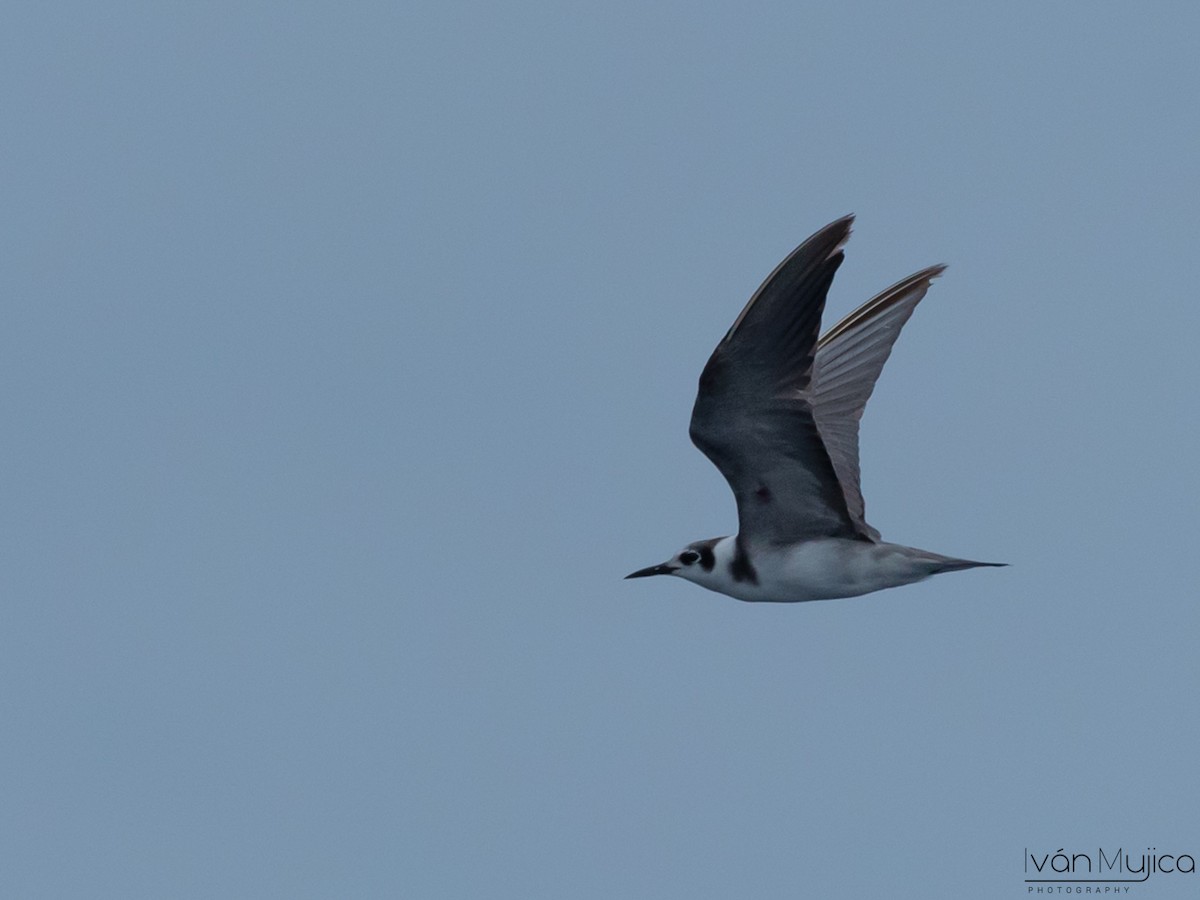 Black Tern - ML619014437
