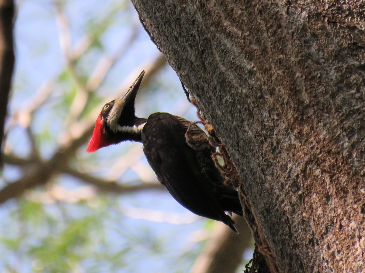 Crimson-crested Woodpecker - ML619014464