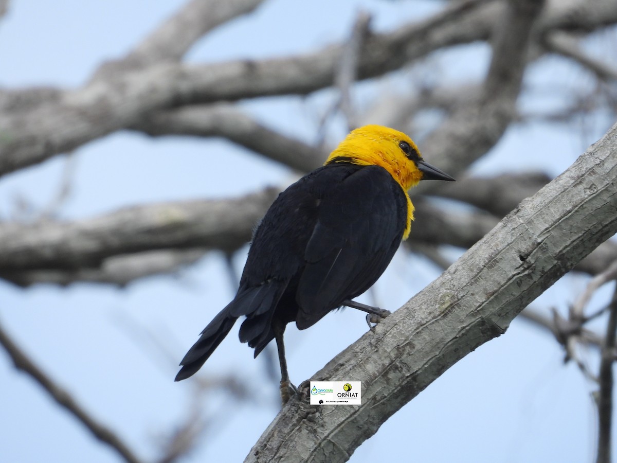 Yellow-hooded Blackbird - ML619014475
