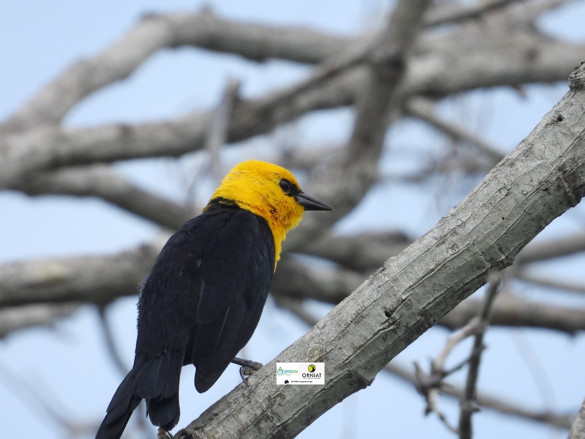 Yellow-hooded Blackbird - ML619014480