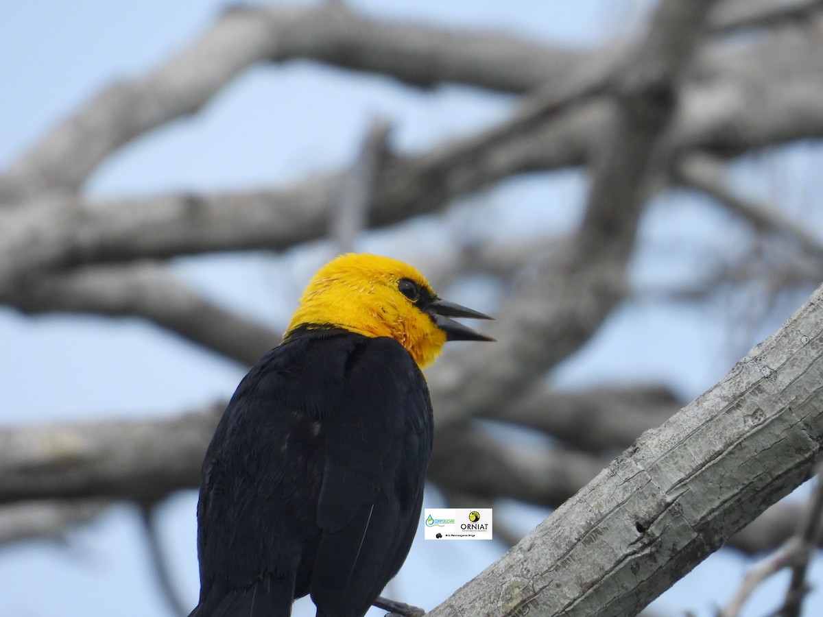 Yellow-hooded Blackbird - ML619014485