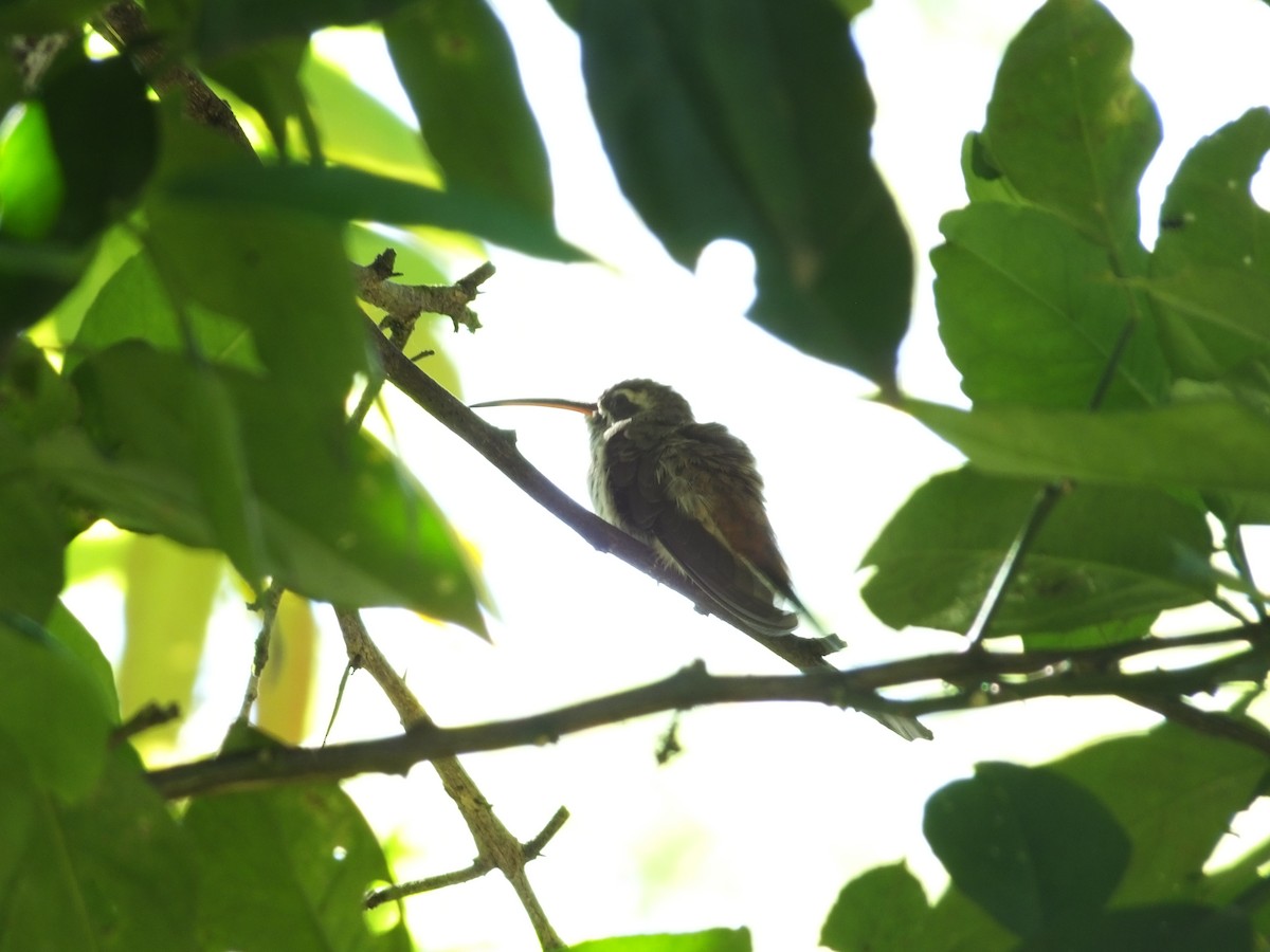 kolibřík šedobřichý - ML619014526
