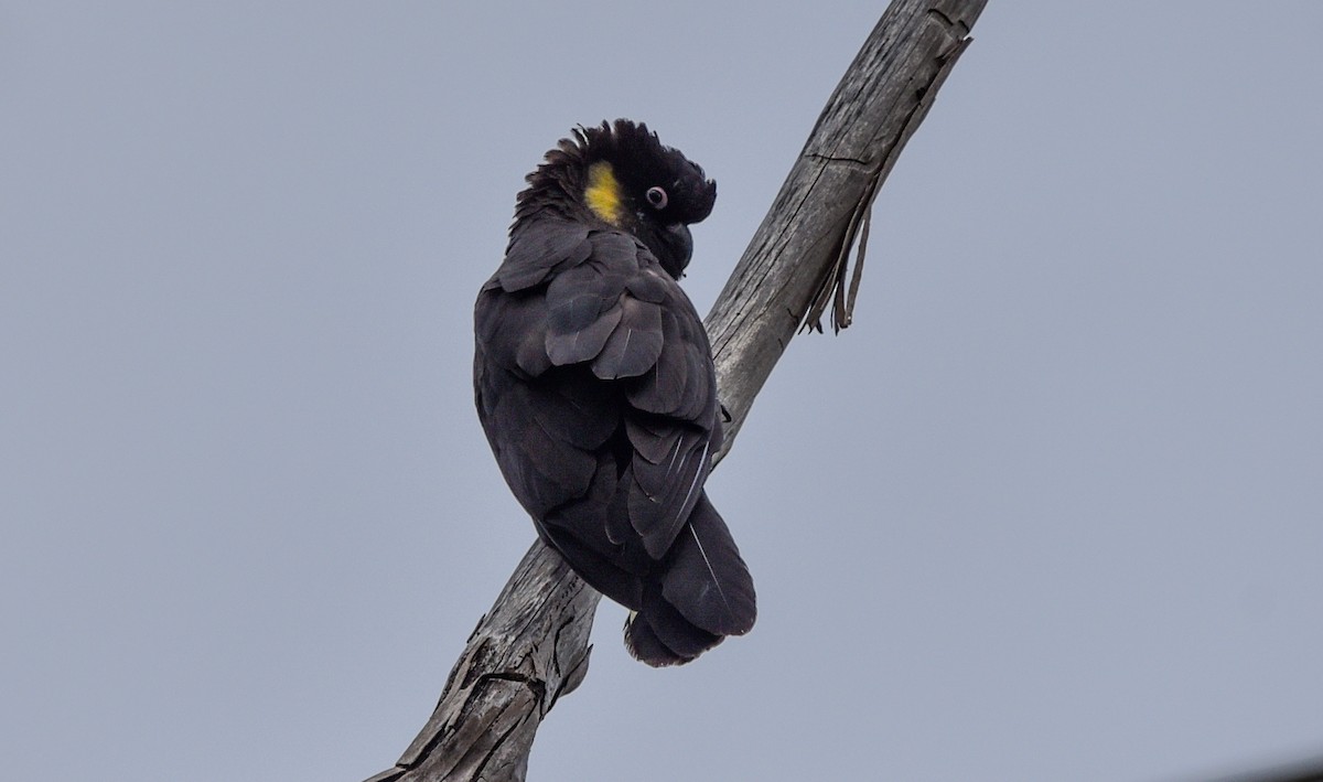 Yellow-tailed Black-Cockatoo - ML619014558