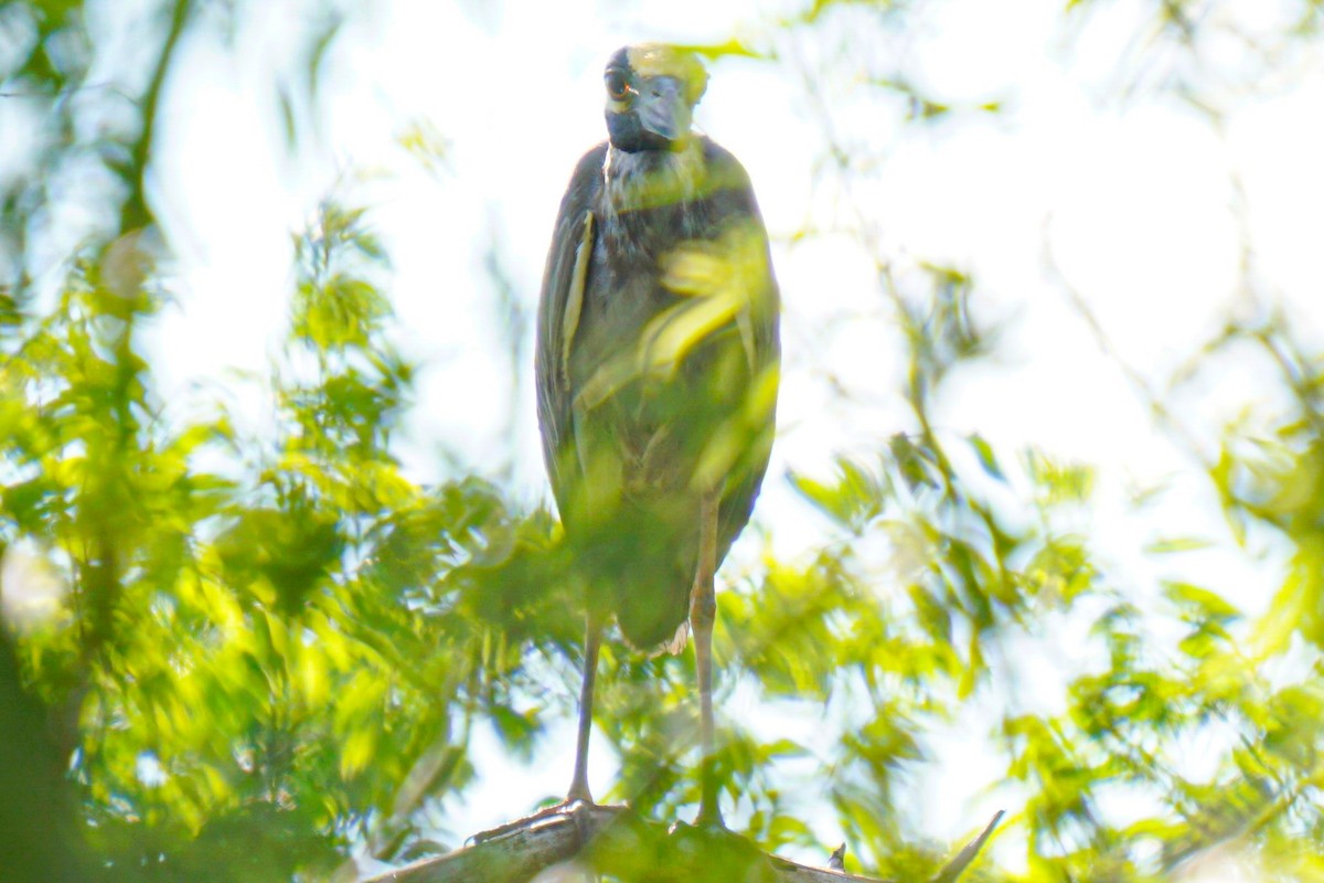 Yellow-crowned Night Heron - ML619014566
