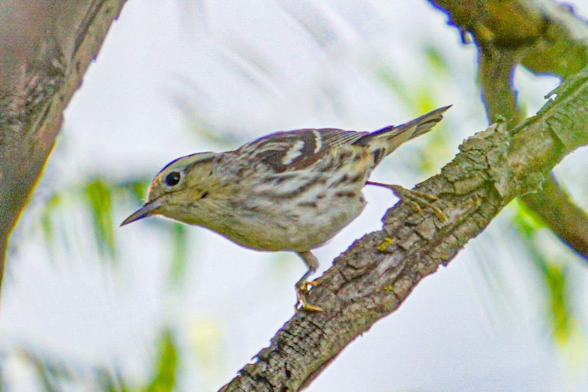 Black-and-white Warbler - ML619014589
