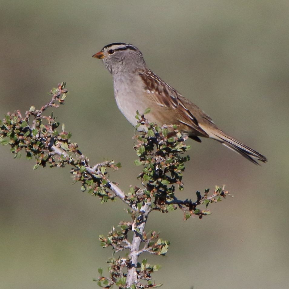 White-crowned Sparrow - Breck Breckenridge
