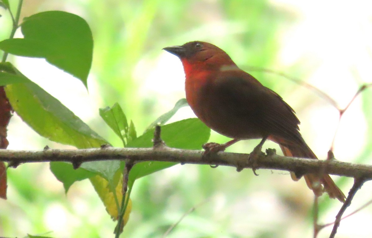 Red-throated Ant-Tanager - ML619014625