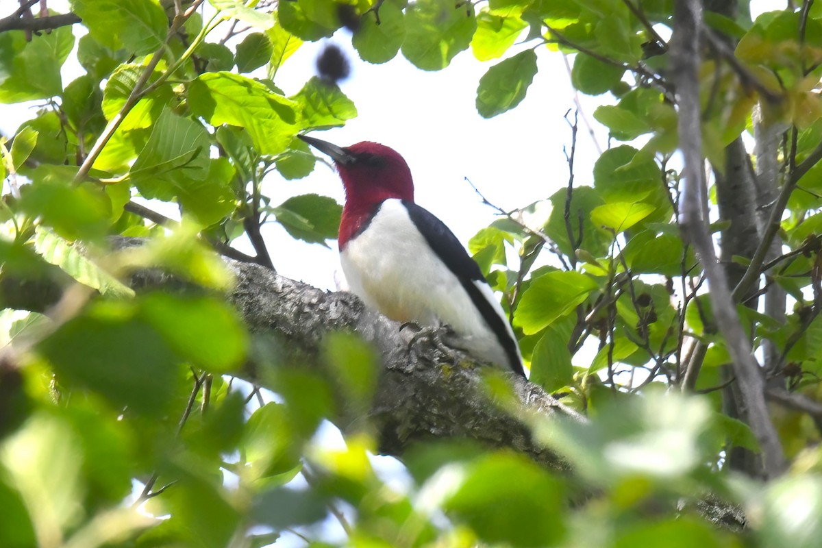 Red-headed Woodpecker - Gigi A