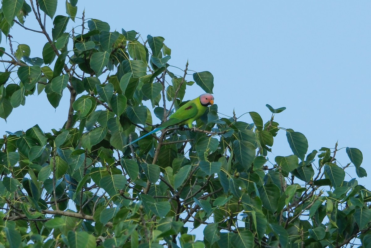Розовоголовый кольчатый попугай - ML619014657