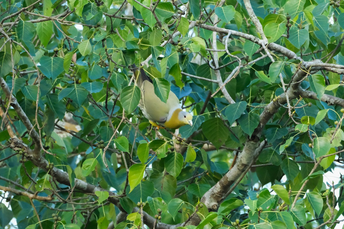 Yellow-footed Green-Pigeon - ML619014676