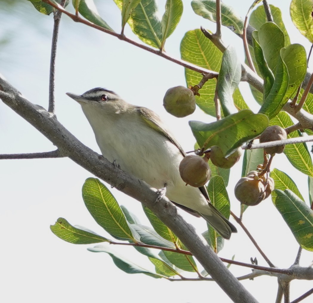 Red-eyed Vireo - Sylvia Afable