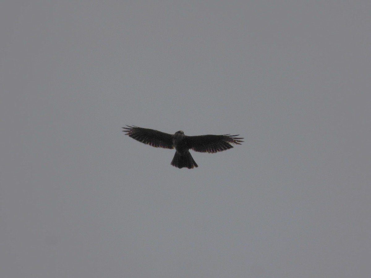 Black-chested Buzzard-Eagle - ML619014755