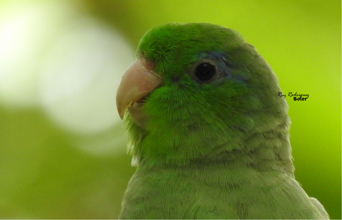 Spectacled Parrotlet - ROSY RODRIGUEZ SOLER