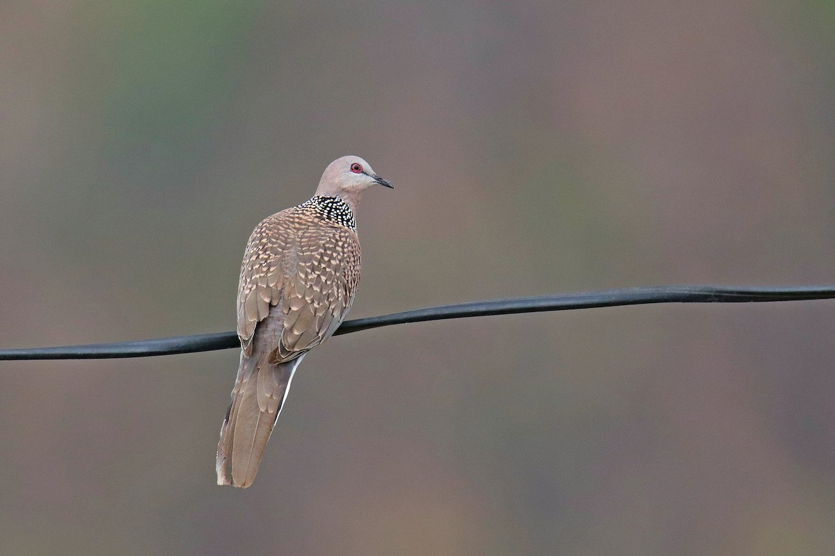 Spotted Dove - ML619014800