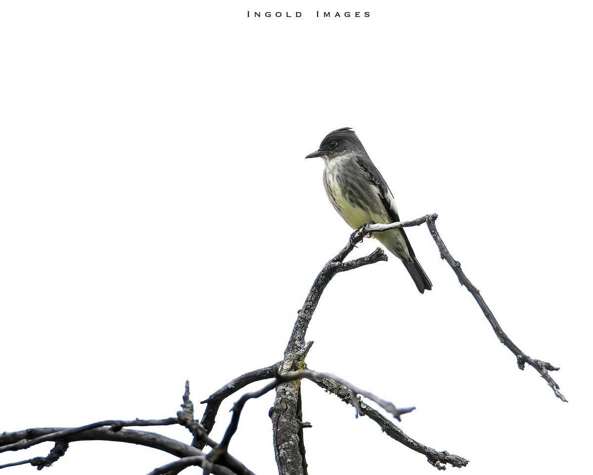 Olive-sided Flycatcher - Coeli Ingold
