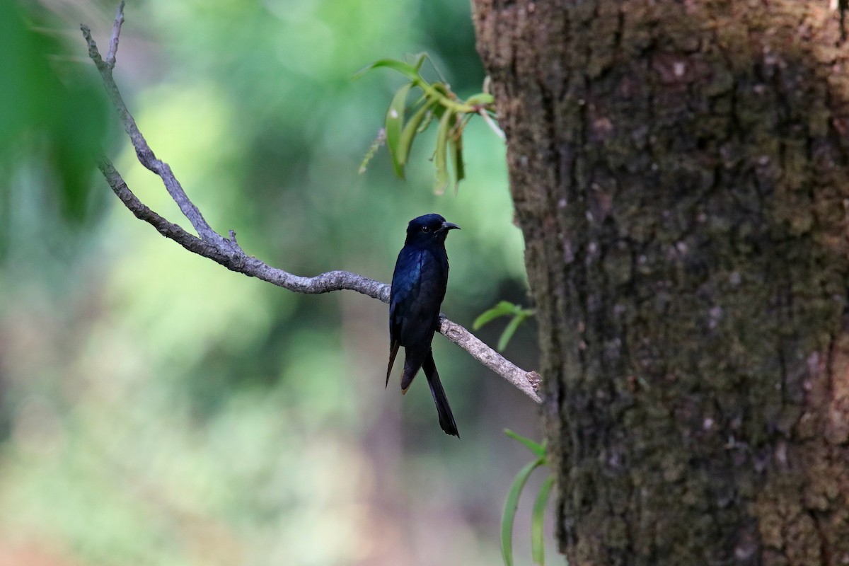 Square-tailed Drongo-Cuckoo - ML619014813