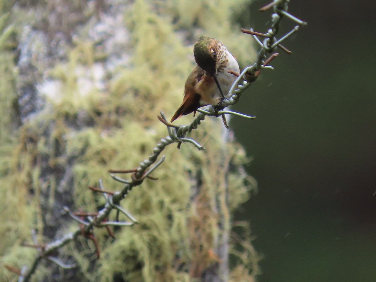 Scintillant Hummingbird - Boris Sanjur