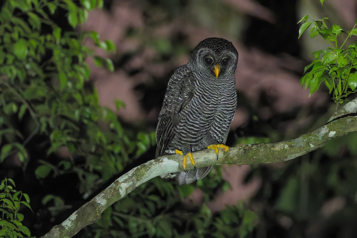 Black-banded Owl - ML619014824