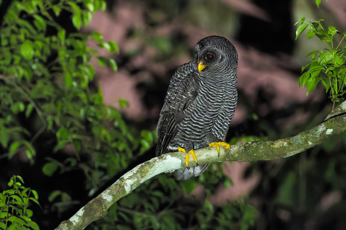 Black-banded Owl - ML619014826