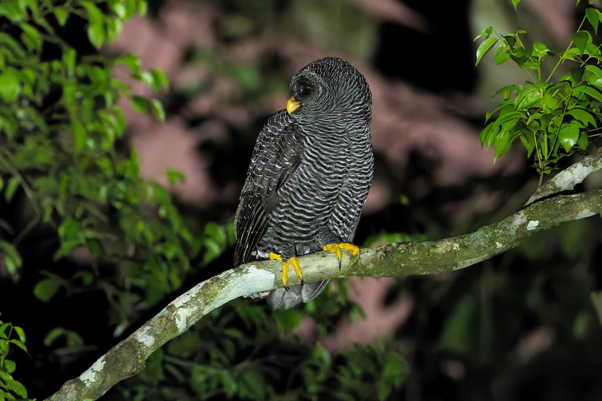 Black-banded Owl - ML619014830