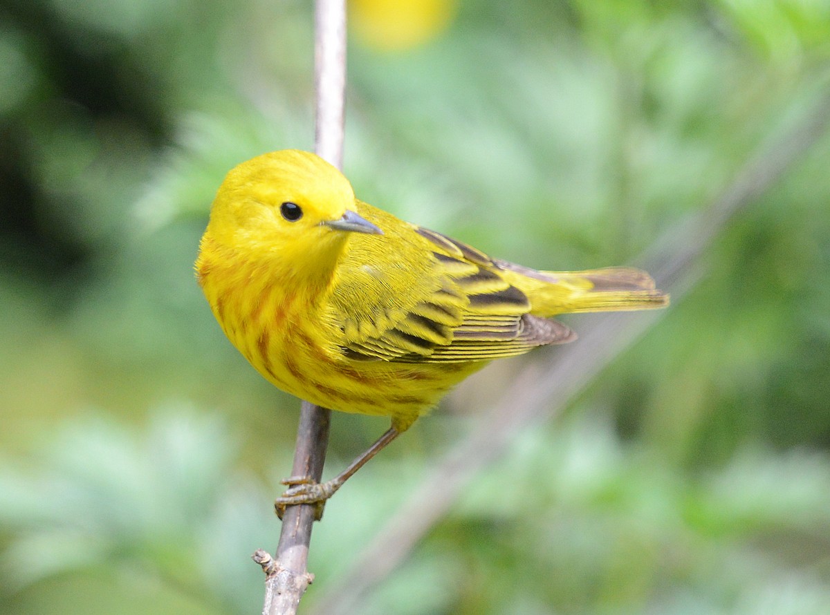 Yellow Warbler - Vickie Anderson